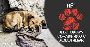 Уголовная ответственность за жестокое обращение с животными